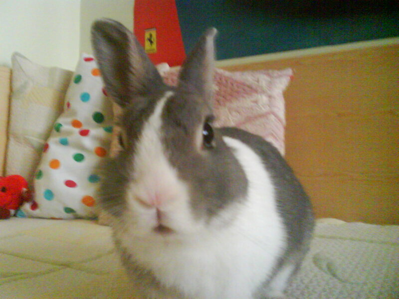Gray and White Rabbit — Calm