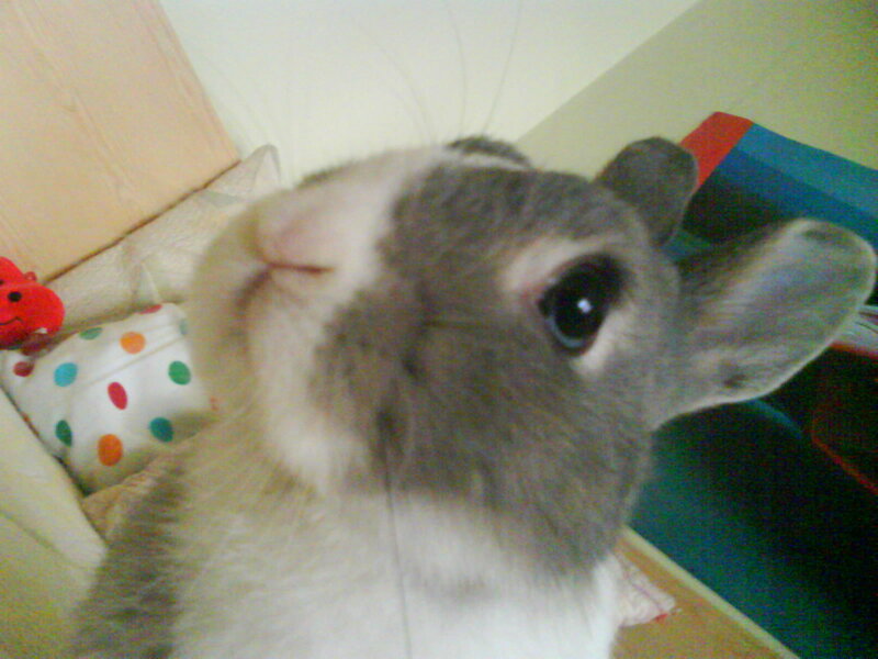 Gray and White Rabbit — Curious