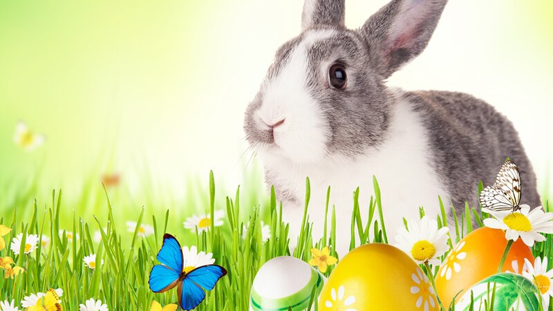 Gray and White Rabbit — Green
