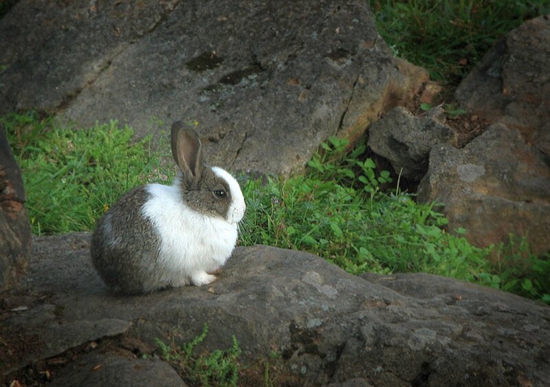 Gray and White Rabbit