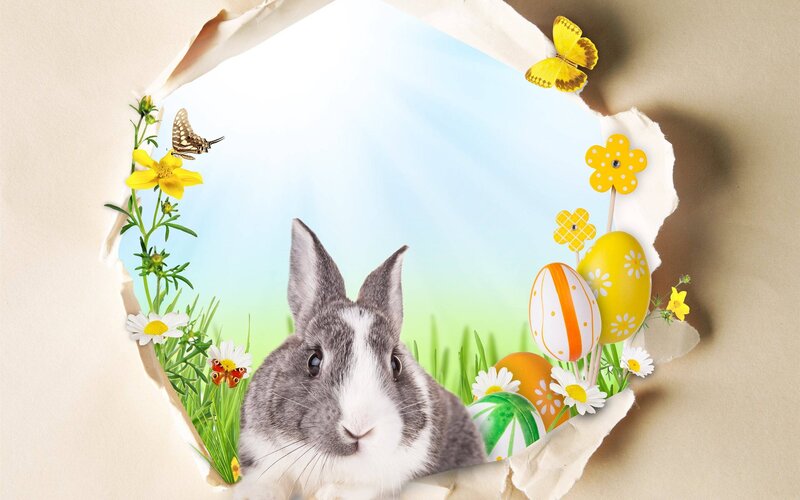Gray and White Rabbit — Yellow