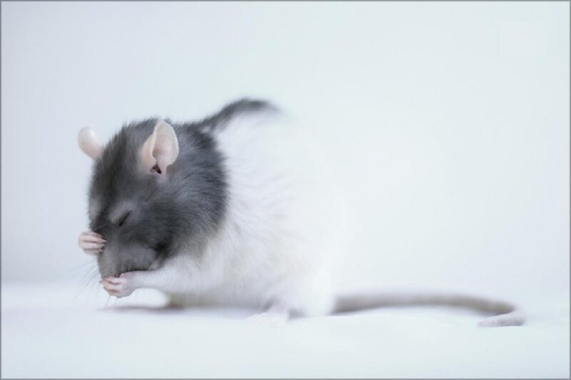 Gray and White Rat
