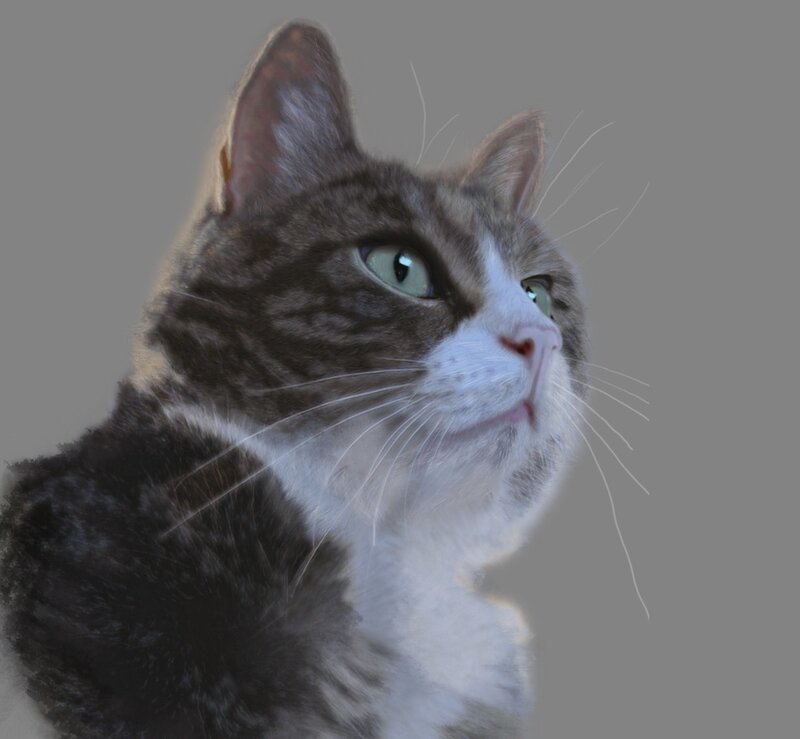gray and white tabby cat