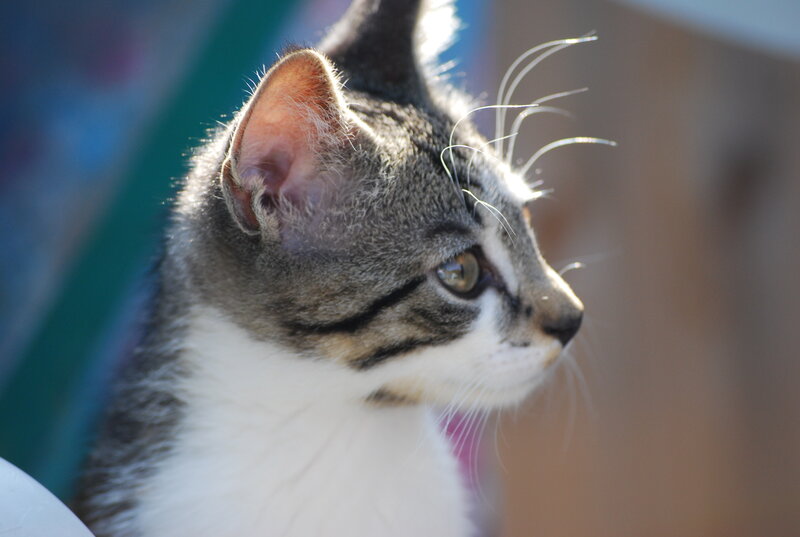 Gray and White Tabby Cat — Calm, Afternoon, Photograph, Whiskers