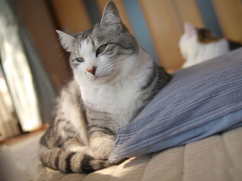 Gray and White Tabby Cat — Calm, Morning