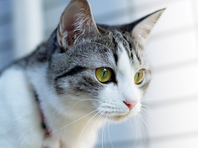 Gray and White Tabby Cat — Calm, Photograph