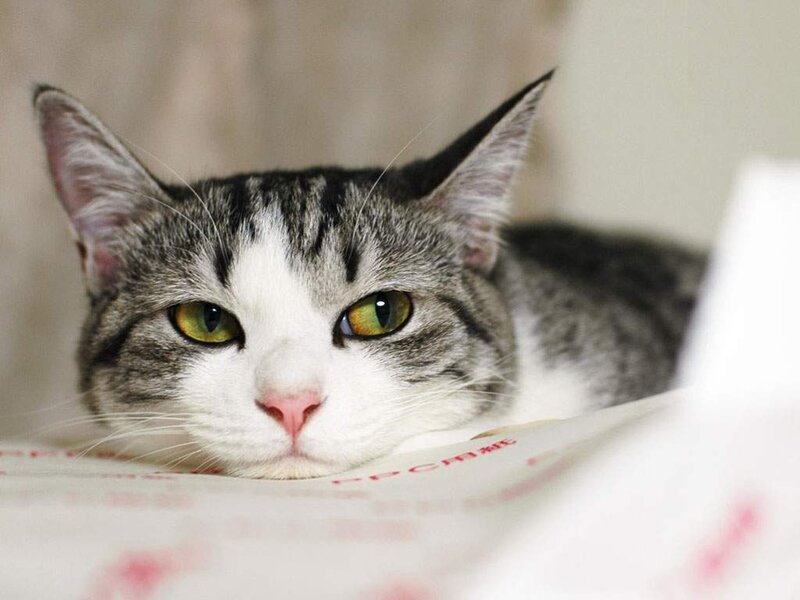 Gray and White Tabby Cat — Calm