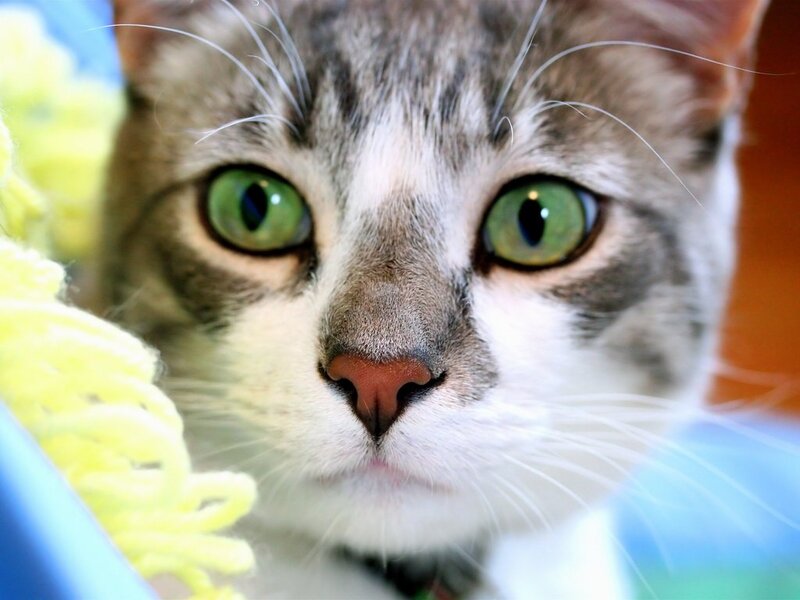 Gray and White Tabby Cat — Curious