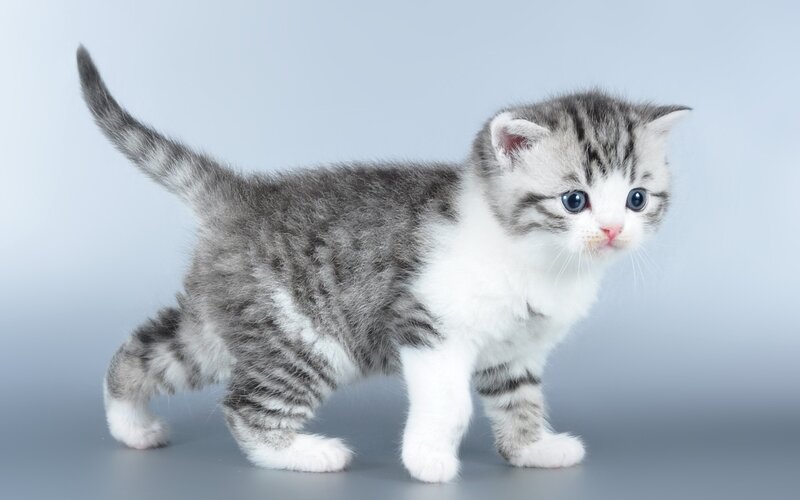 Gray and White Tabby Kitten