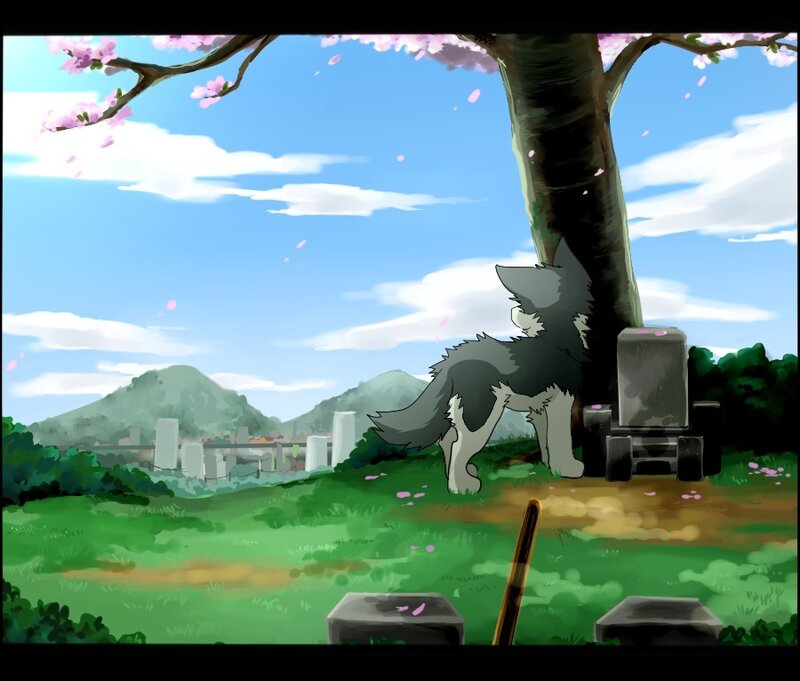 Gray and White Wolf