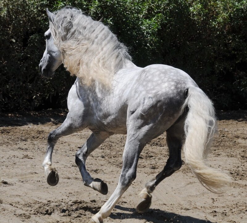 Gray Andalusian Horse