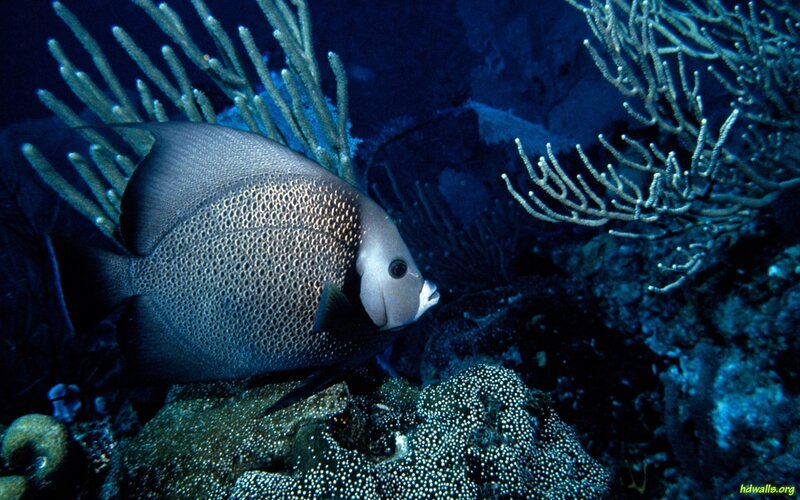 Gray Angelfish in Coral