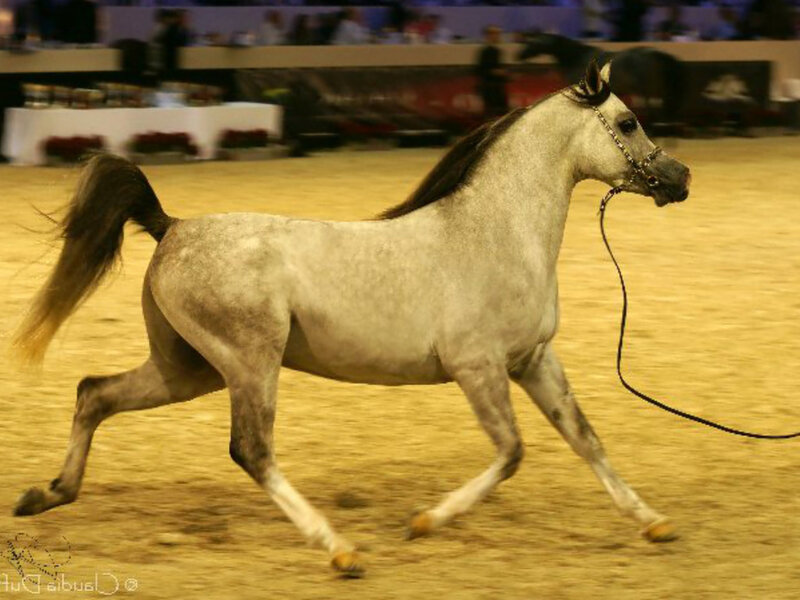 Gray Arabian Horse