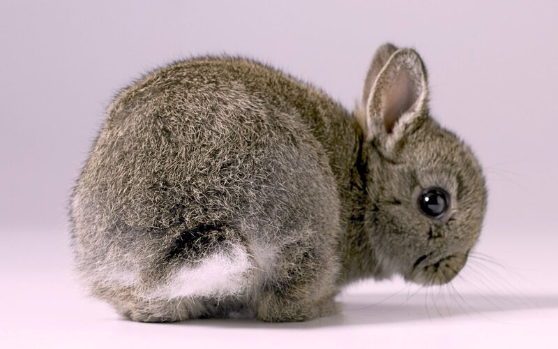 Gray Baby Rabbit — Calm, Photograph