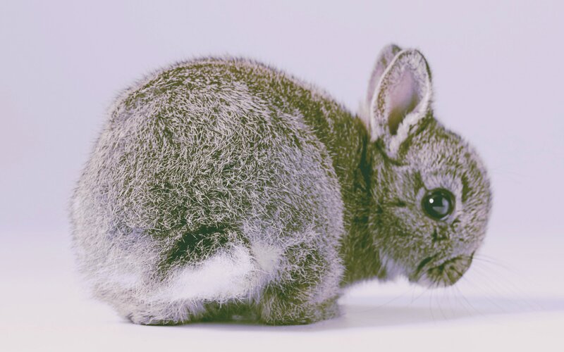 Gray Baby Rabbit — Calm, Photograph, White Background