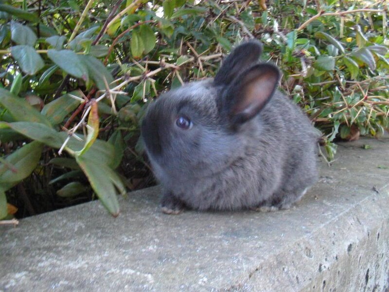 Gray Baby Rabbit — Calm