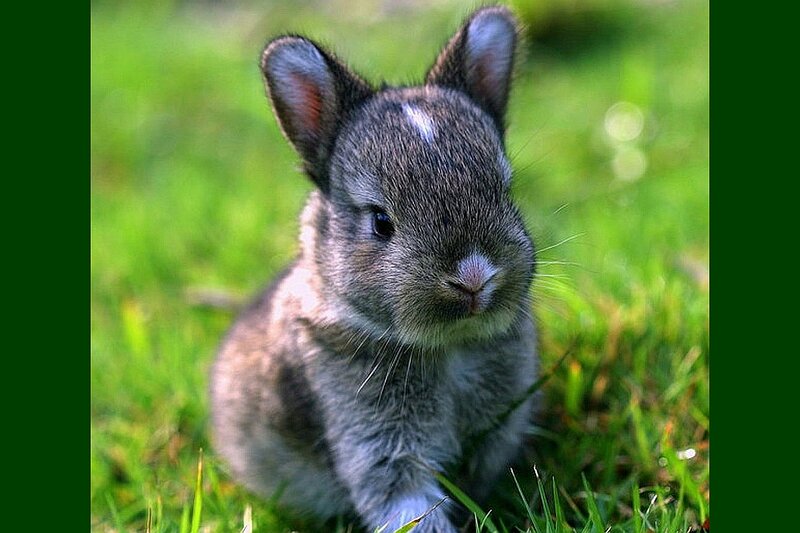 Gray Baby Rabbit — Green, Calm, Afternoon