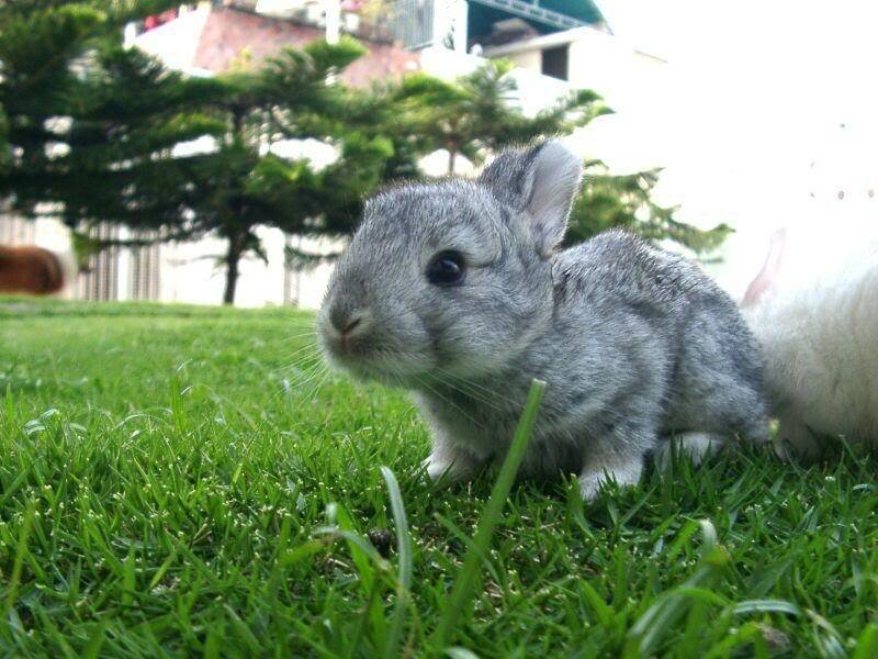 Gray Baby Rabbit — Green, Calm