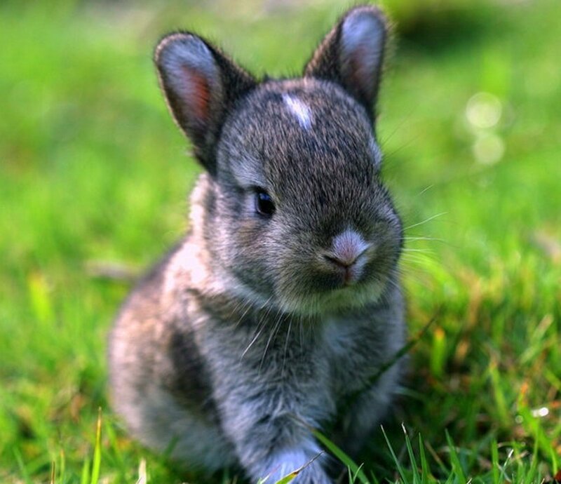 Gray Baby Rabbit — Green