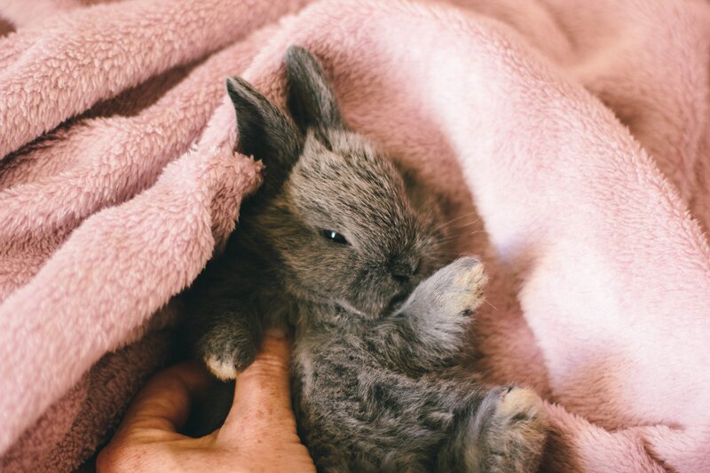 Gray Baby Rabbit — Pink
