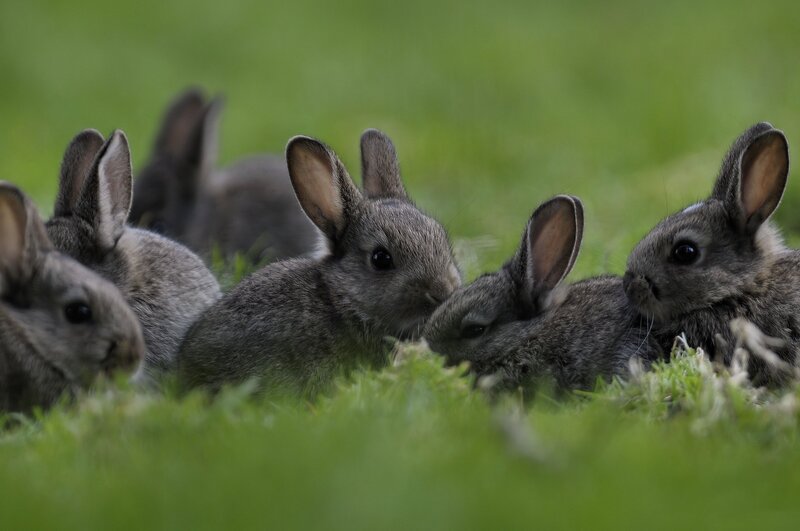 Gray Baby Rabbits — Green
