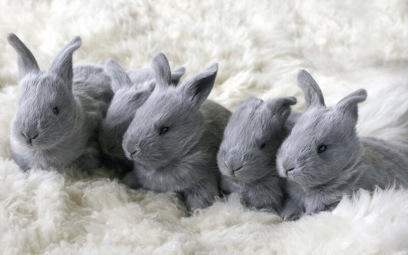 Gray Baby Rabbits