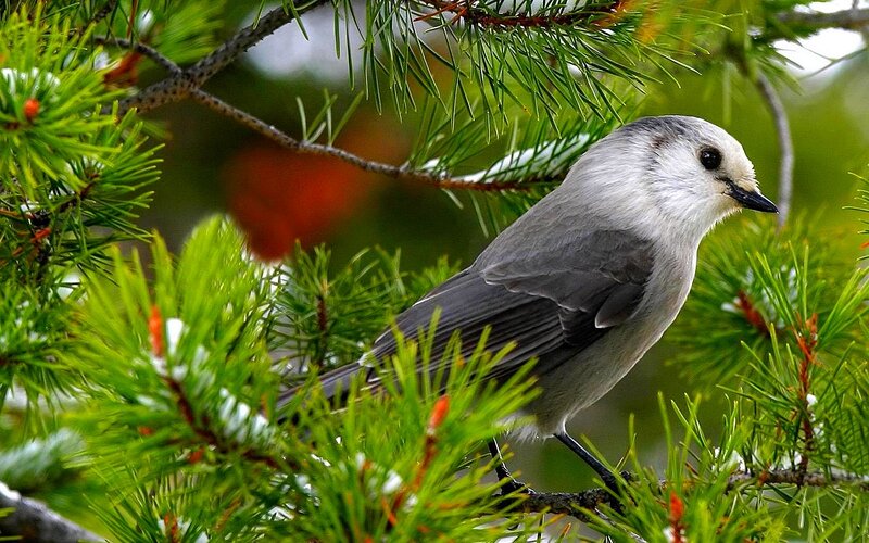 gray bird in pine tree