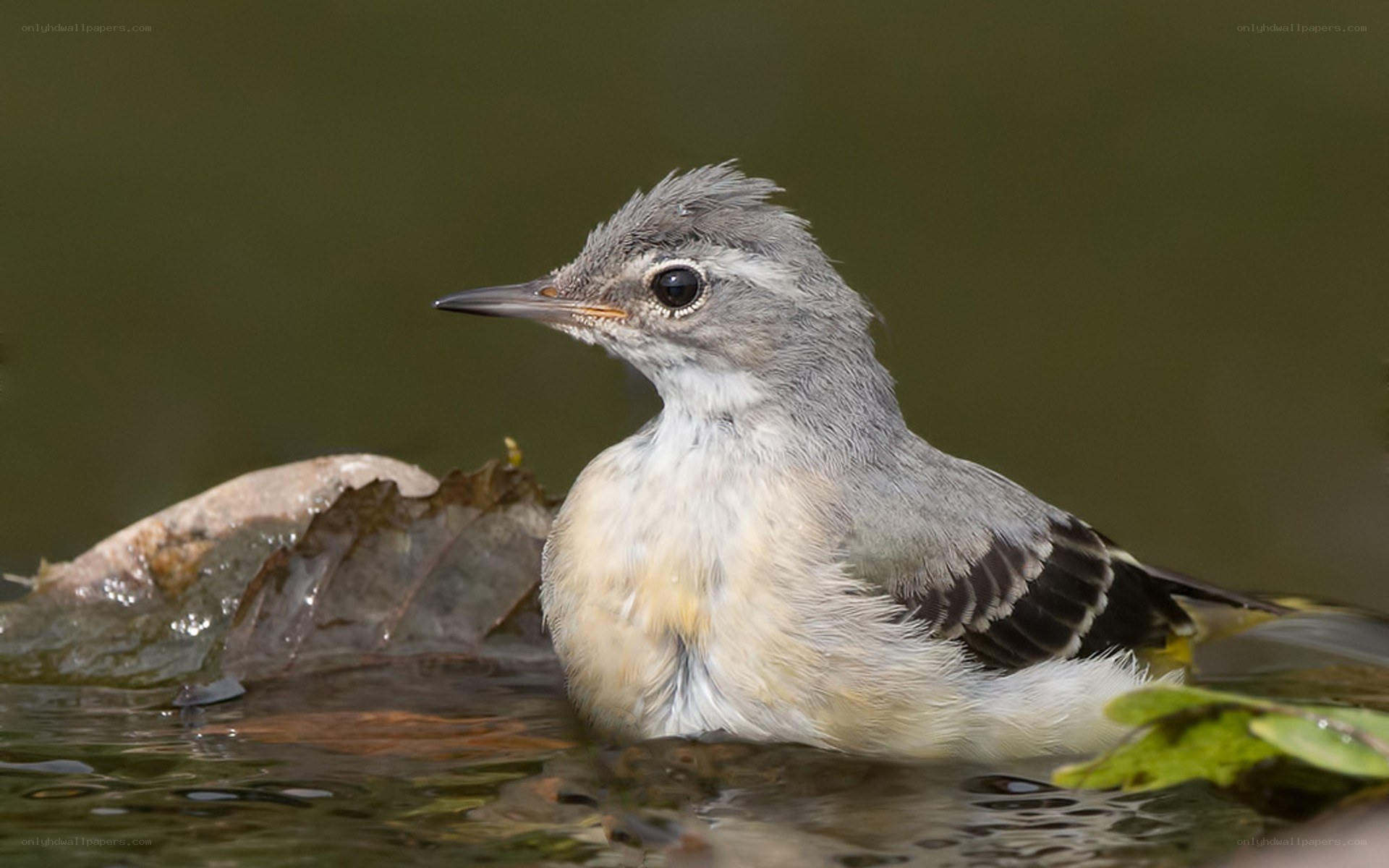 gray bird in shallow water