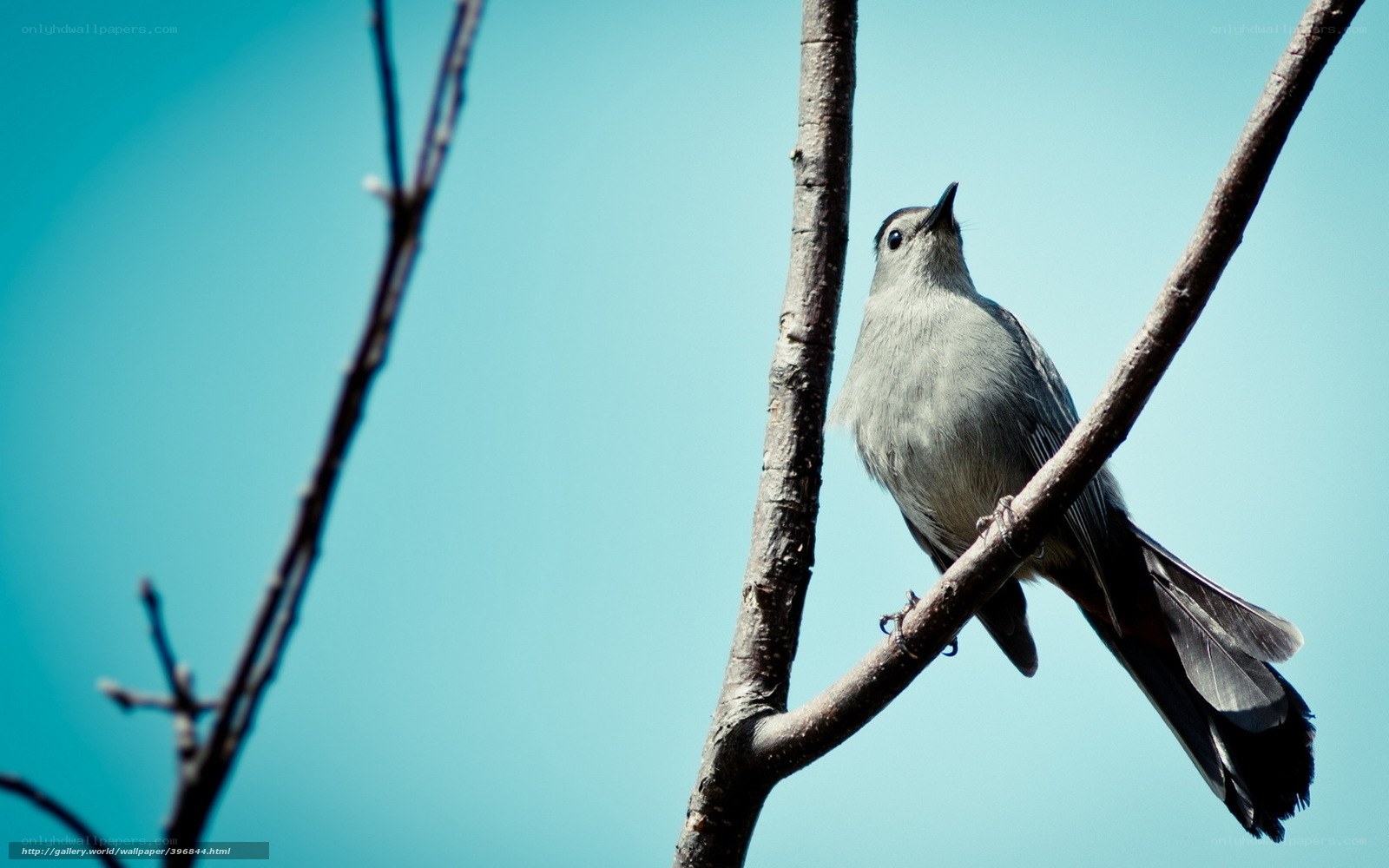 Gray bird on a branch
