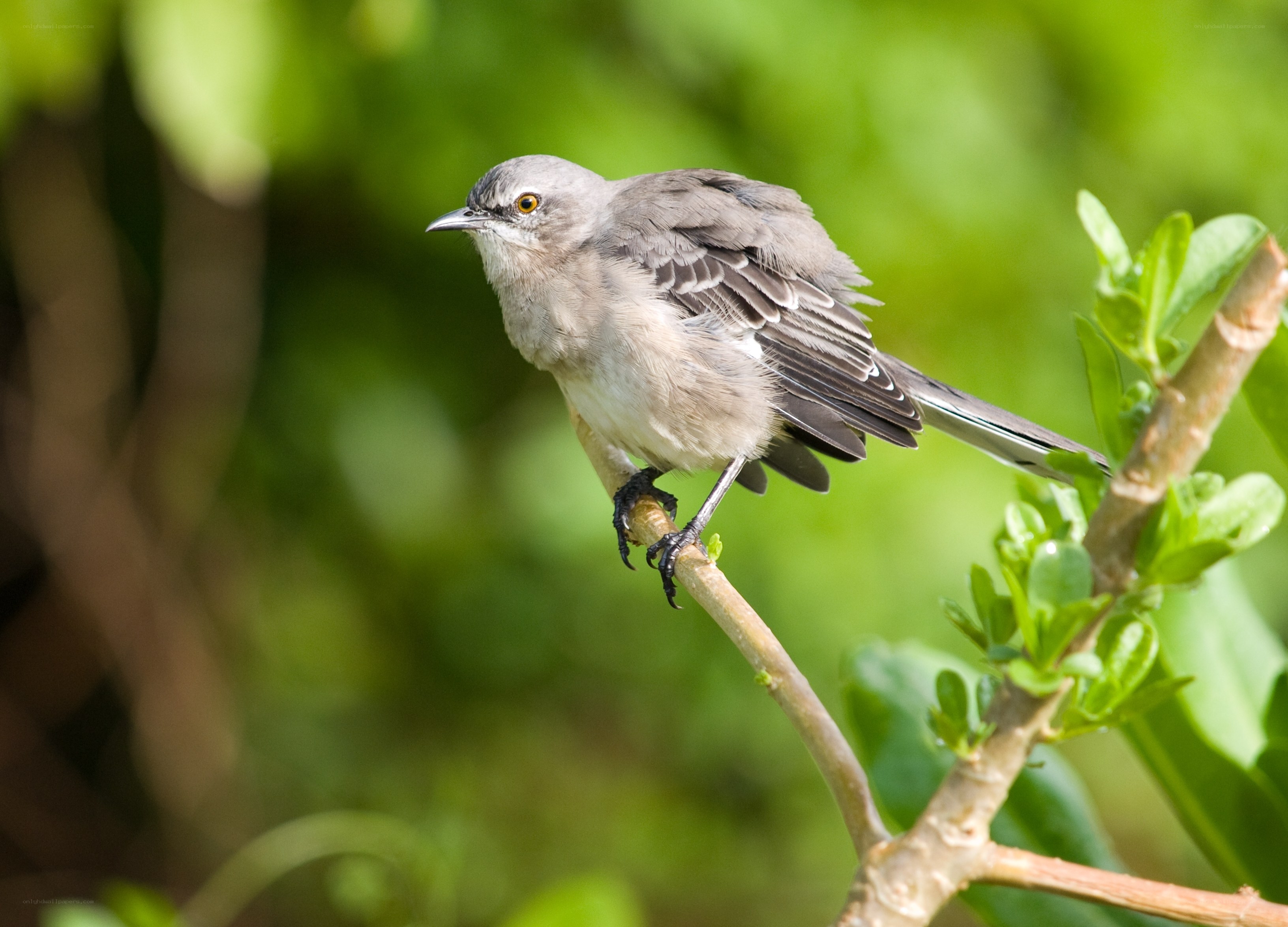 gray bird on a branch