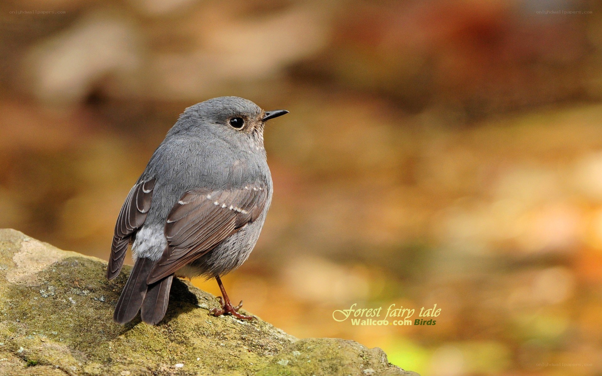 gray bird on a rock