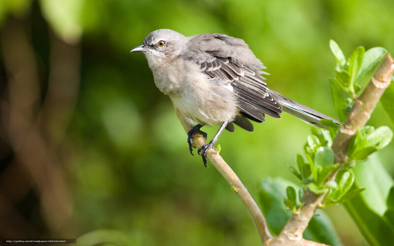 Gray Bird on Branch — Green