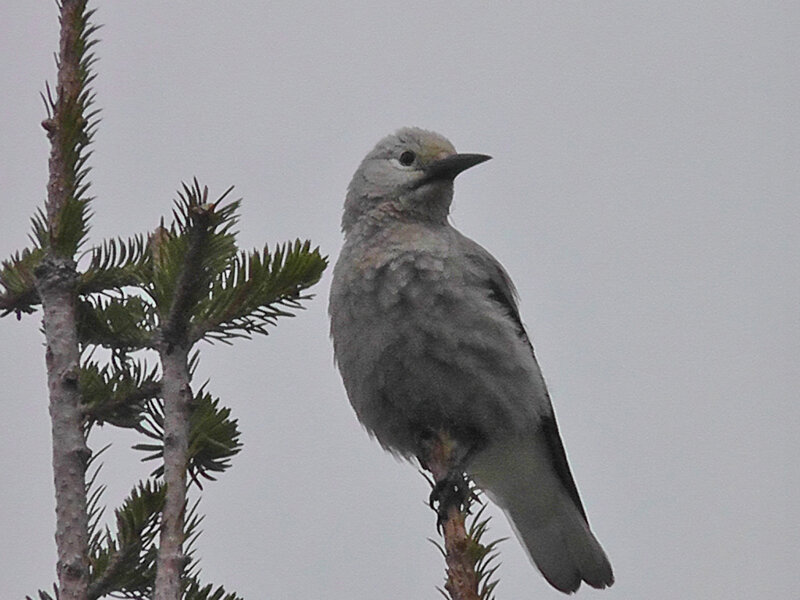 Gray Bird on Branch — Overcast