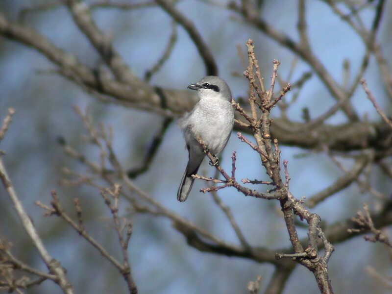 Gray Bird on Branch