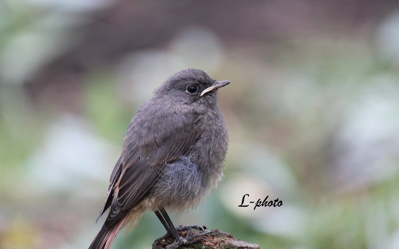 gray bird perched on branch