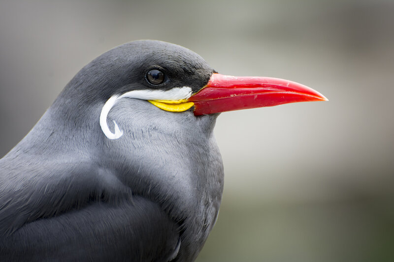 Gray Bird with Red Beak