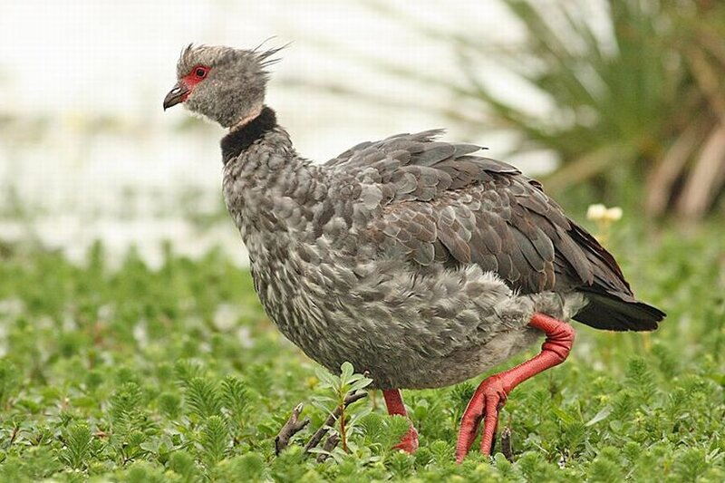 Gray Bird with Red Legs