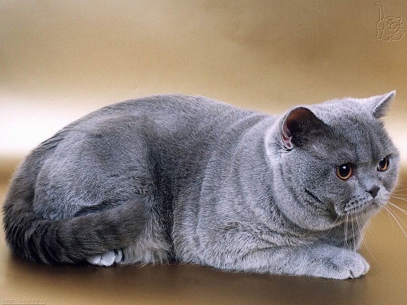 gray british shorthair cat
