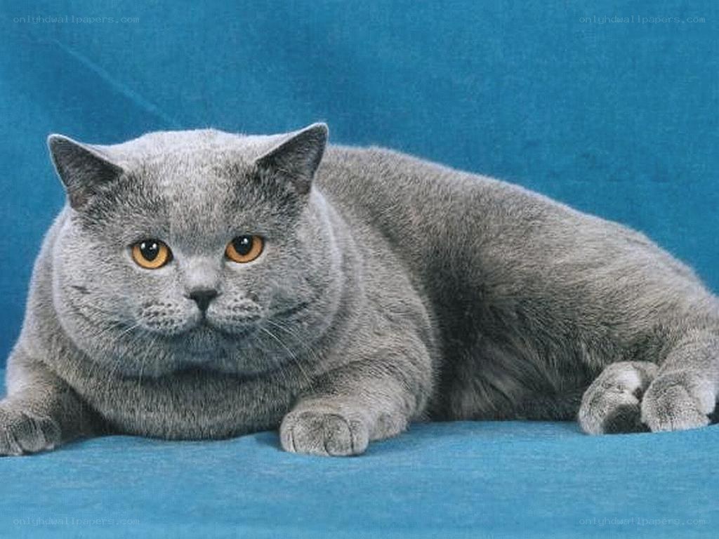 gray british shorthair cat