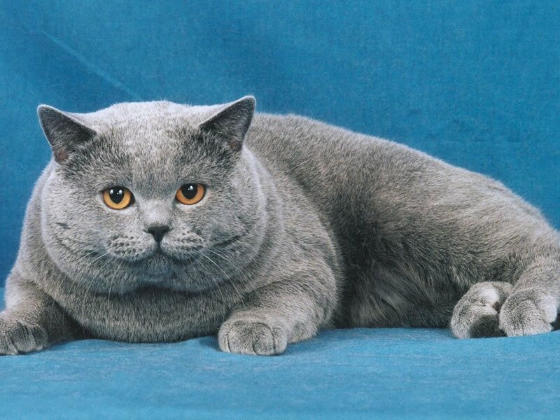Gray British Shorthair Cat — Calm, Photograph, Blue Background, Blue