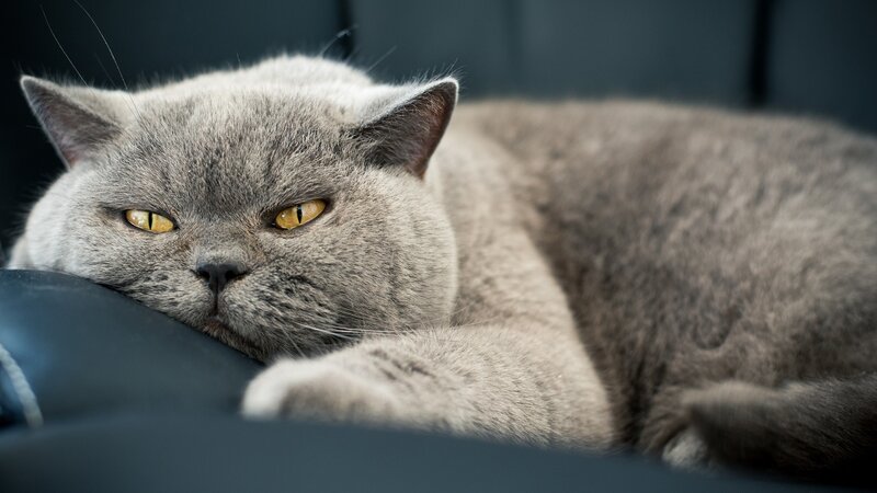 Gray British Shorthair Cat — Calm, Photograph, Couch