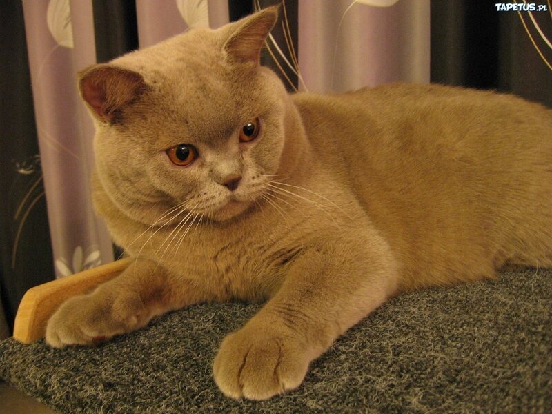 Gray British Shorthair Cat — Calm, Photograph, Curtain