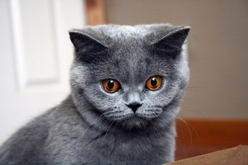Gray British Shorthair Cat — Calm, Photograph, Door