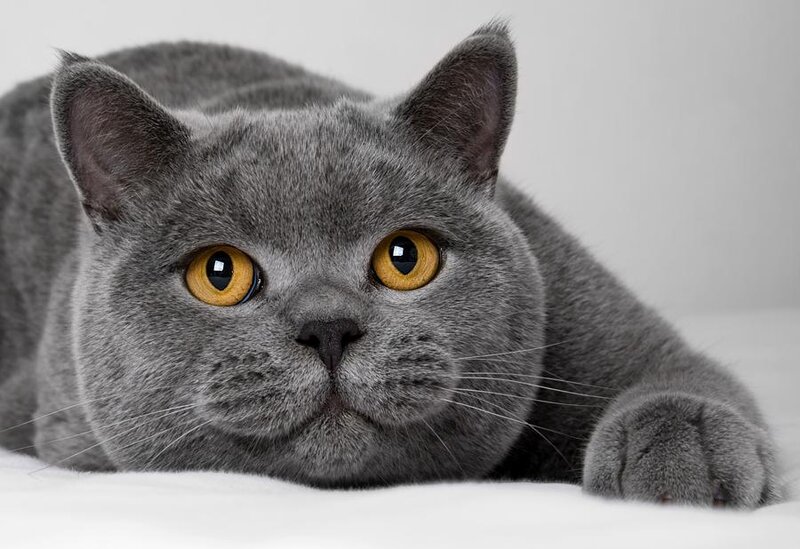 Gray British Shorthair Cat — Calm, Photograph, Eyes