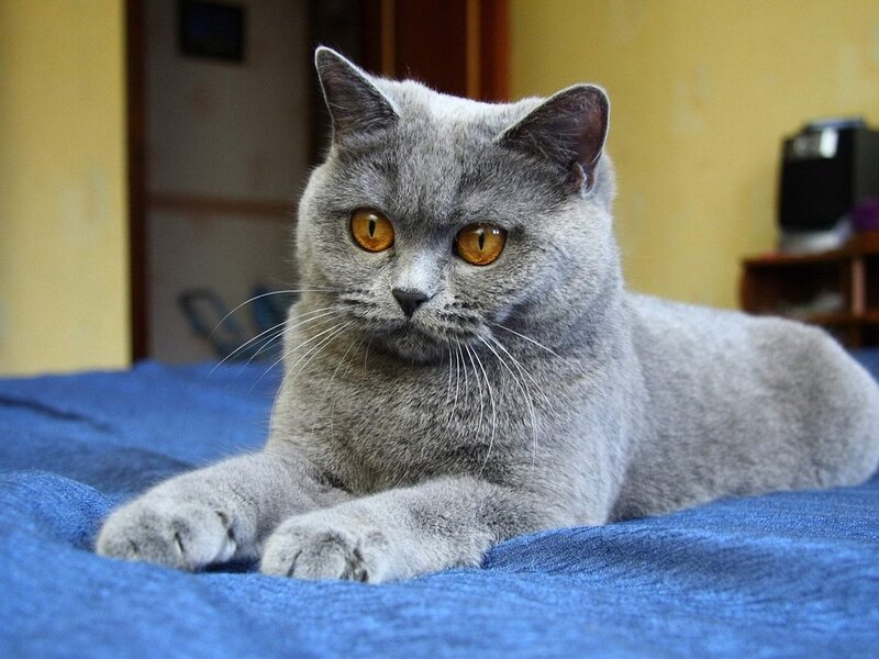 Gray British Shorthair Cat — Calm, Photograph