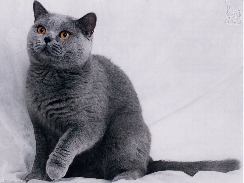 Gray British Shorthair Cat — Calm, Photograph, White Background, White