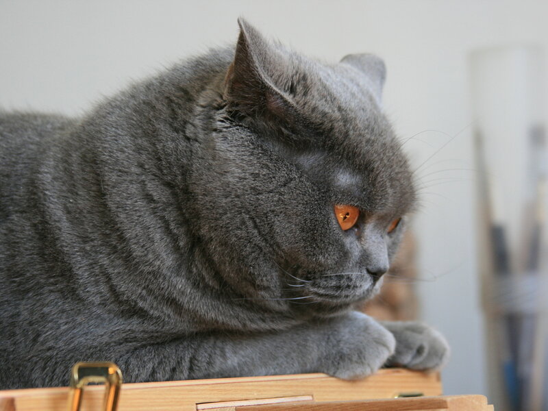 Gray British Shorthair Cat — Calm, Photograph, Wooden Surface