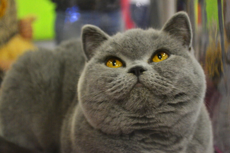 Gray British Shorthair Cat — Calm, Photograph, Yellow Eyes