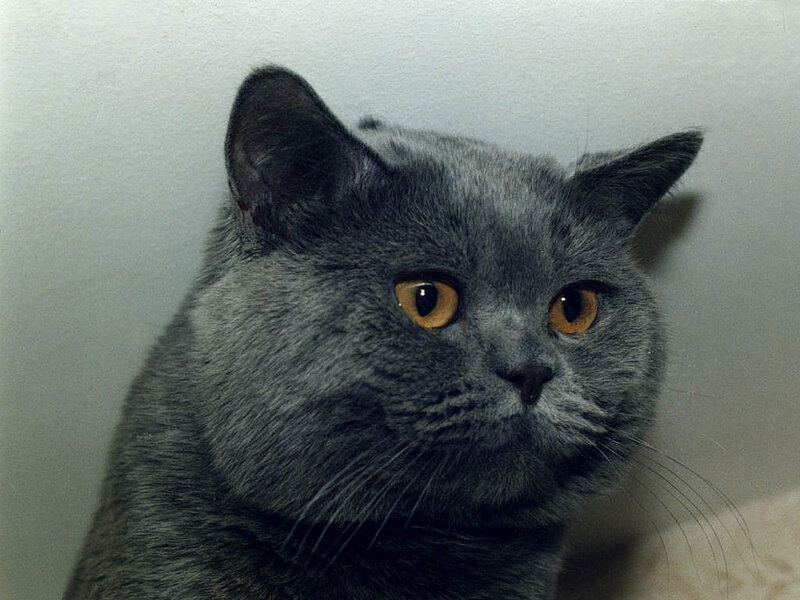 Gray British Shorthair Cat — Calm
