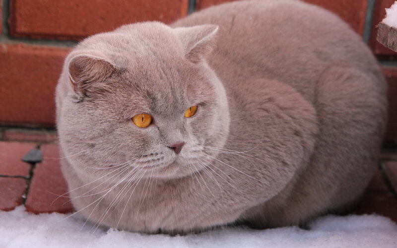 Gray British Shorthair Cat — Calm, Winter